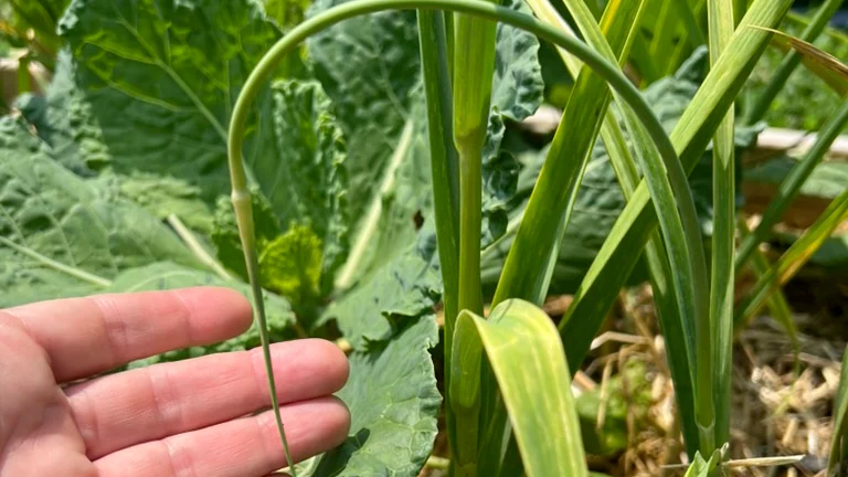 Two Signs Garlic is Almost Ready