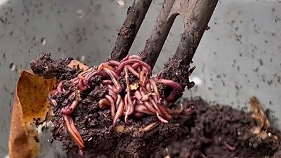 Worm Bin Update for Vermicompost