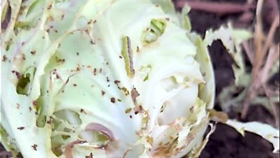 Why We Cover Cabbages in the Garden