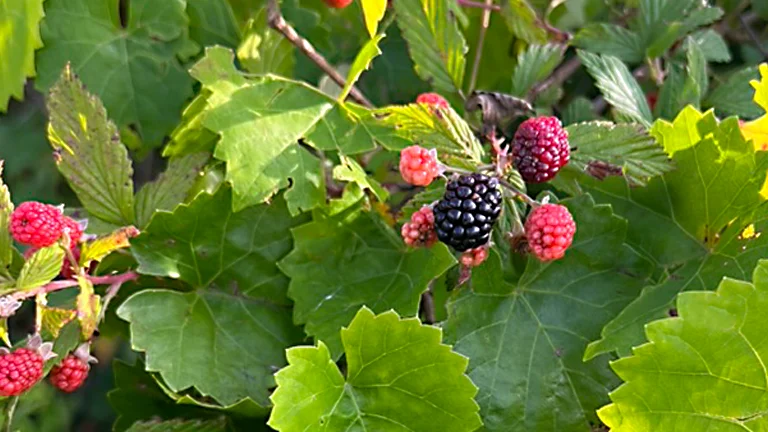 How to Pick The Ripe Wild Blackberries