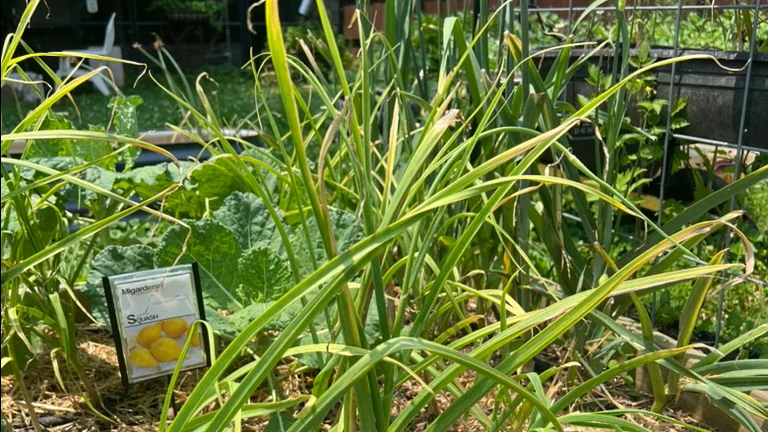 Got Yellow Garlic Leaves?
