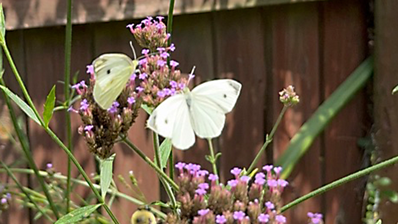 The Cabbage White Moths Are Just Fine