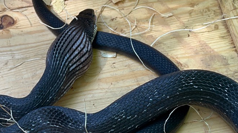 A New Chicken Coop Caper