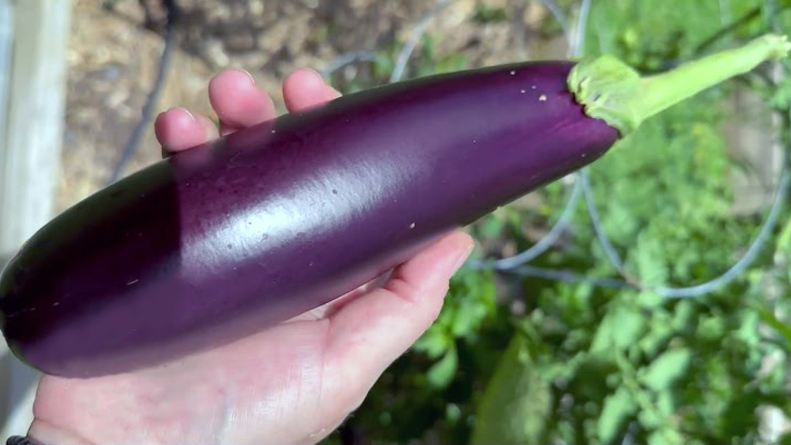 When to Pick Your Eggplant