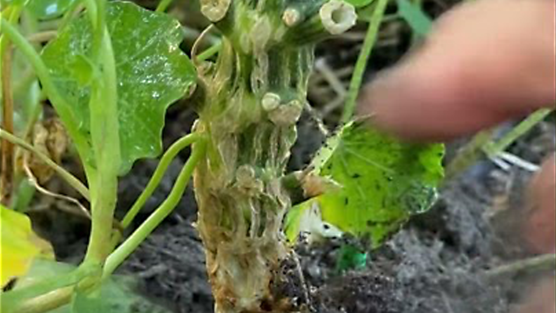 Do You Have Damaged Squash You Are Unsure How To Help?