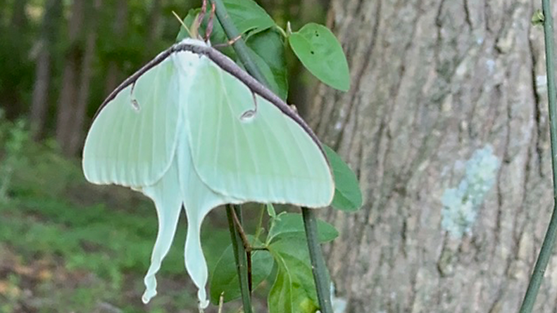 I never expected to also experience a Luna moth!