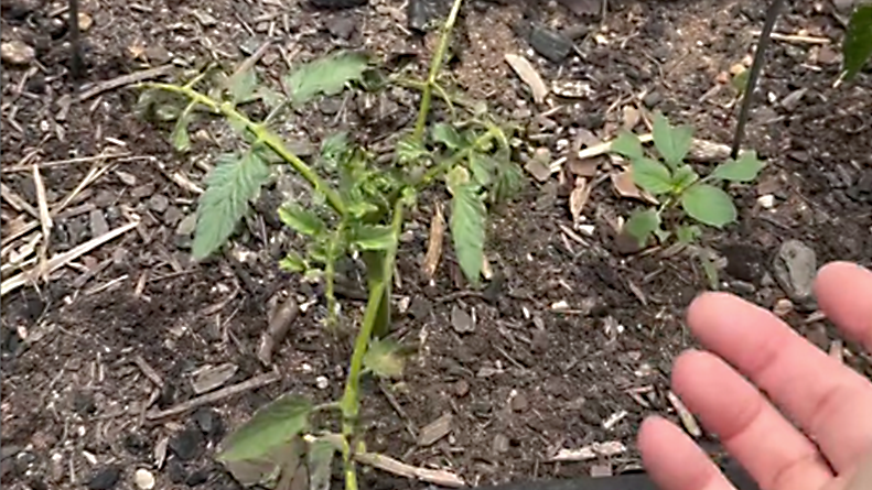 Rooting Tomato Suckers