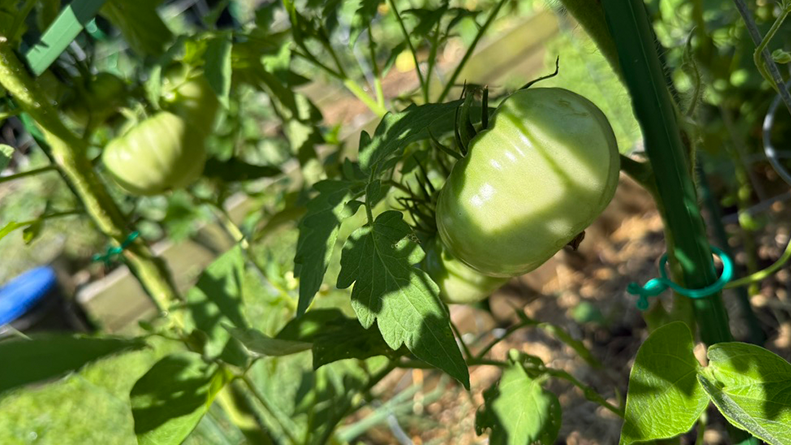 How I Prune My Tomato Plants for Better Health and Abundance