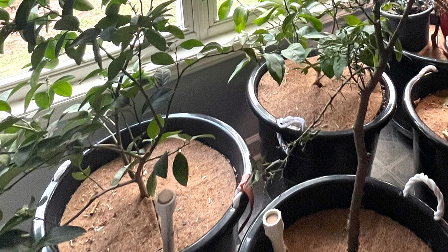 Bringing the Citrus Inside for the Cold Weather