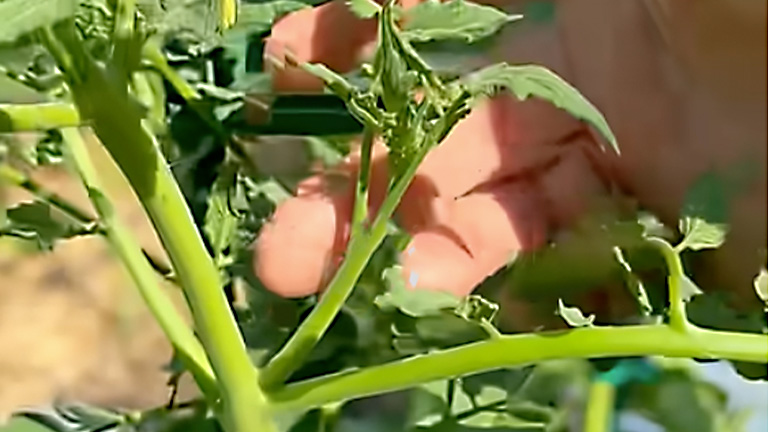 What the Heck are Tomato Suckers?