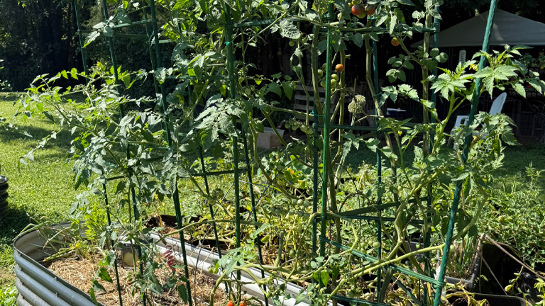 New Tomato Tripod Cage Method I’m Using