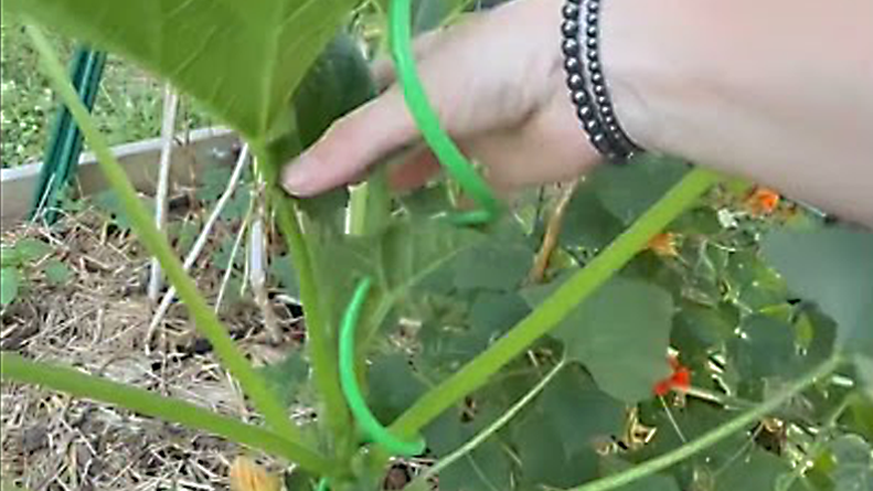 How I Grow My Squash Plants Vertically