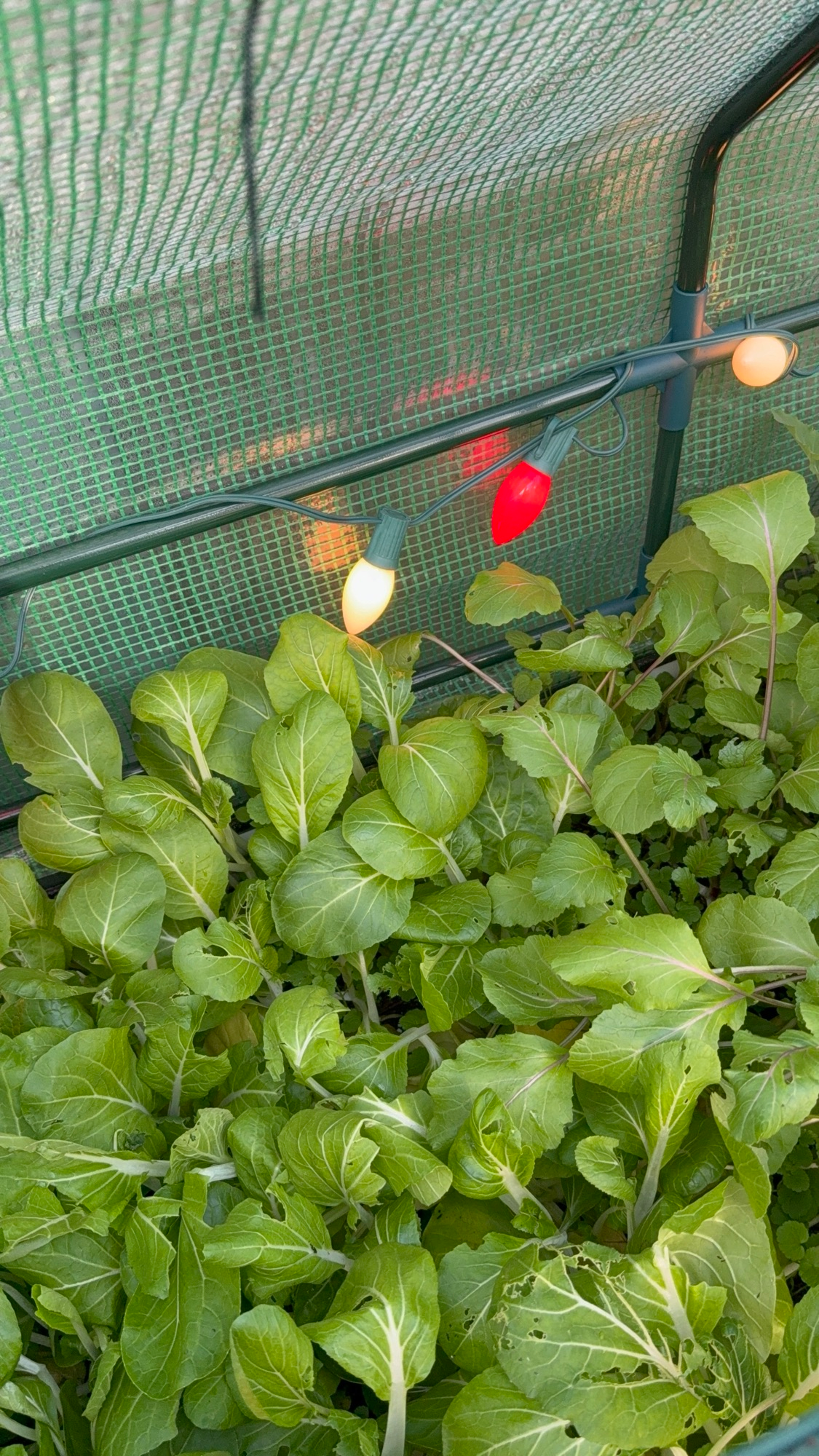 A Lil Tour of the Cold-Frame Garden