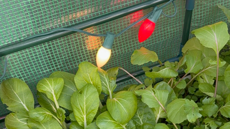 A Lil Tour of the Cold-Frame Garden