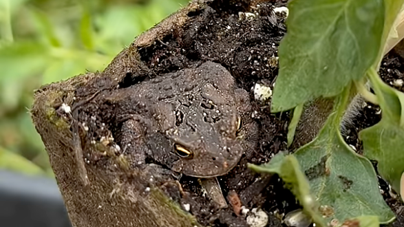 Setting free two lil garden toads with sound advice…