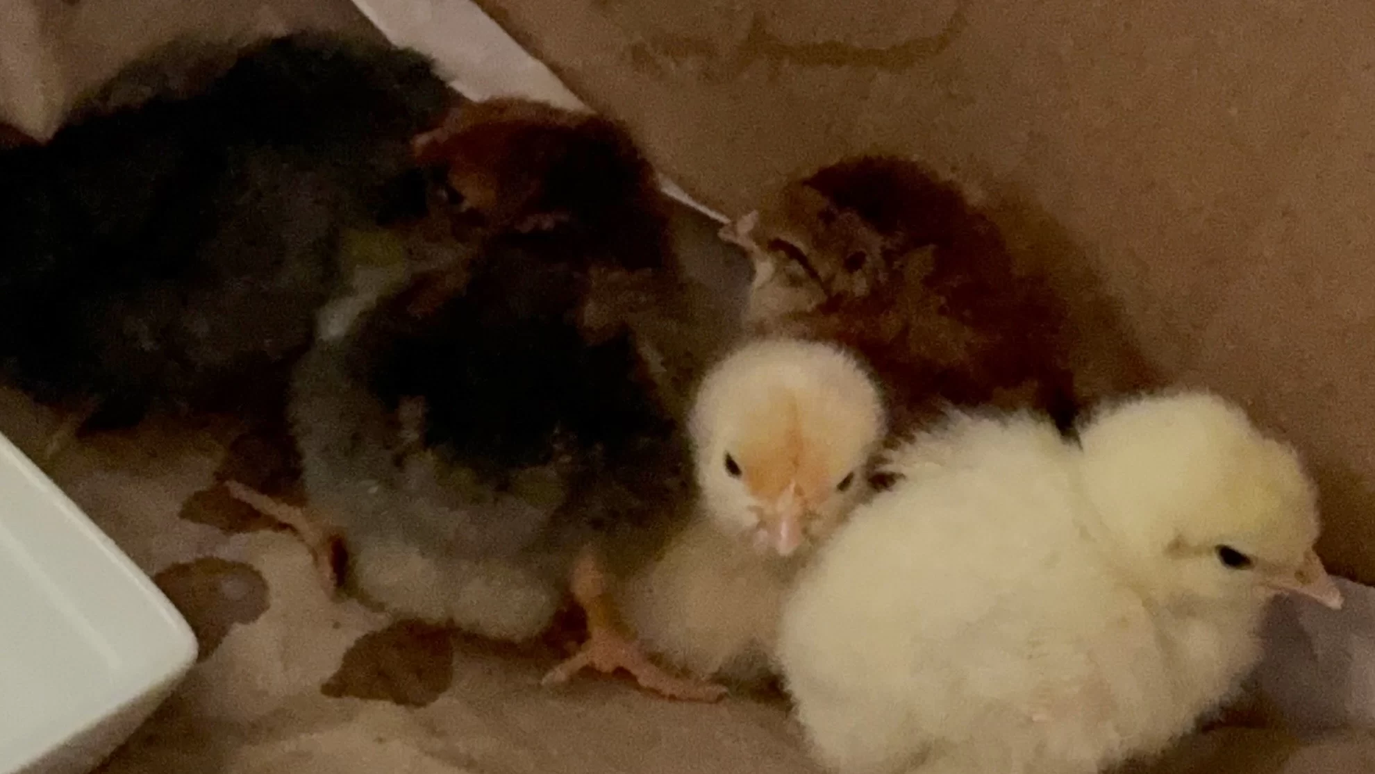 Getting new baby chicks to expand the flock