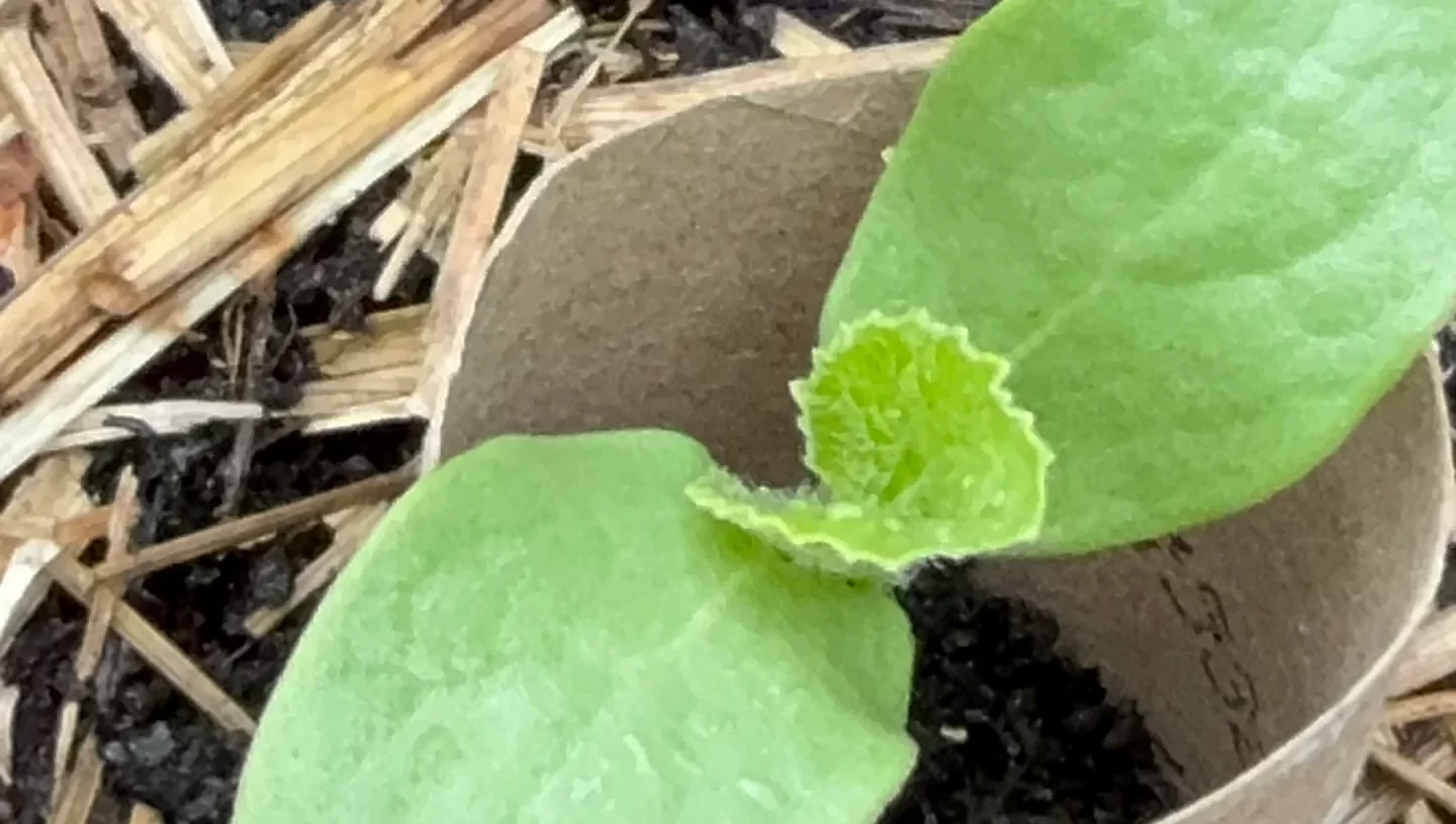 I haven’t had luck growing melons, but this year I’m determined!