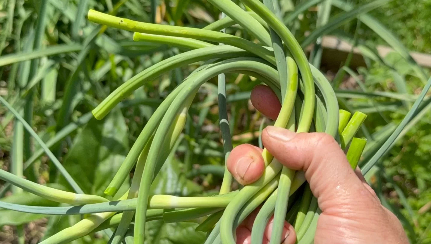 Garlic scapes are delicious, but there’s another important reason to remove them…