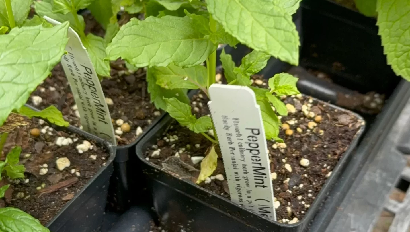 This is a weird mint flavor… or is it?