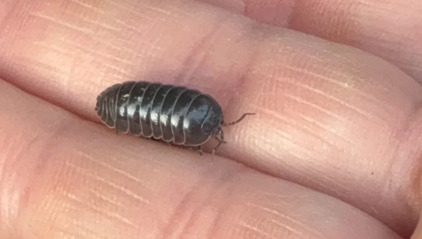 Pillbugs in the garden seem innocent—until they’re not.