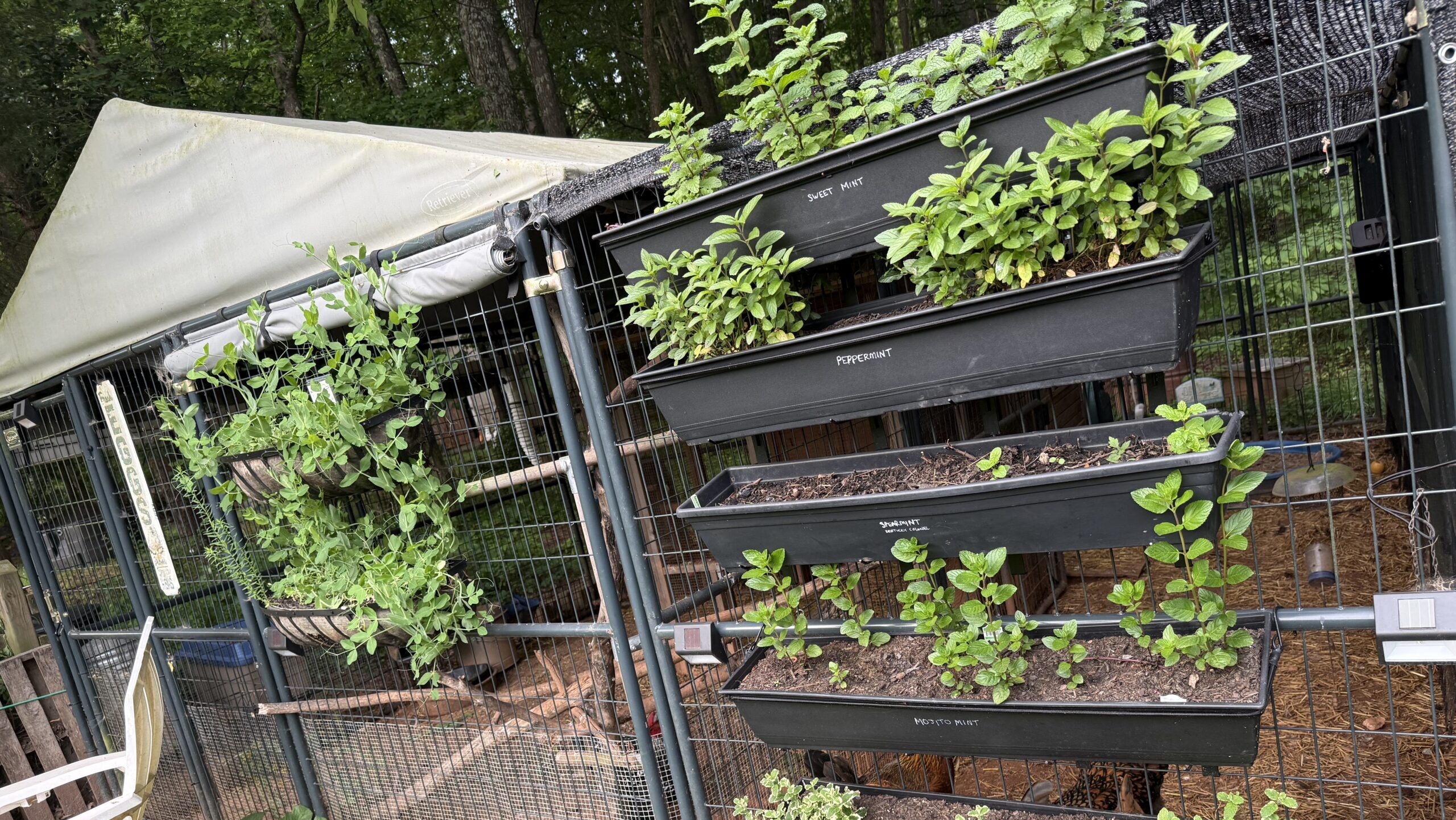 How to plant mint in window boxes to hang in a vertical herb garden…