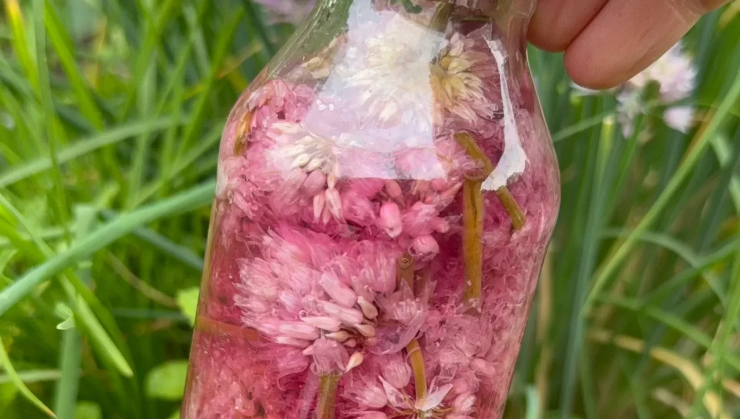 Make beautiful, pink chive-blossom infused herb vinegar