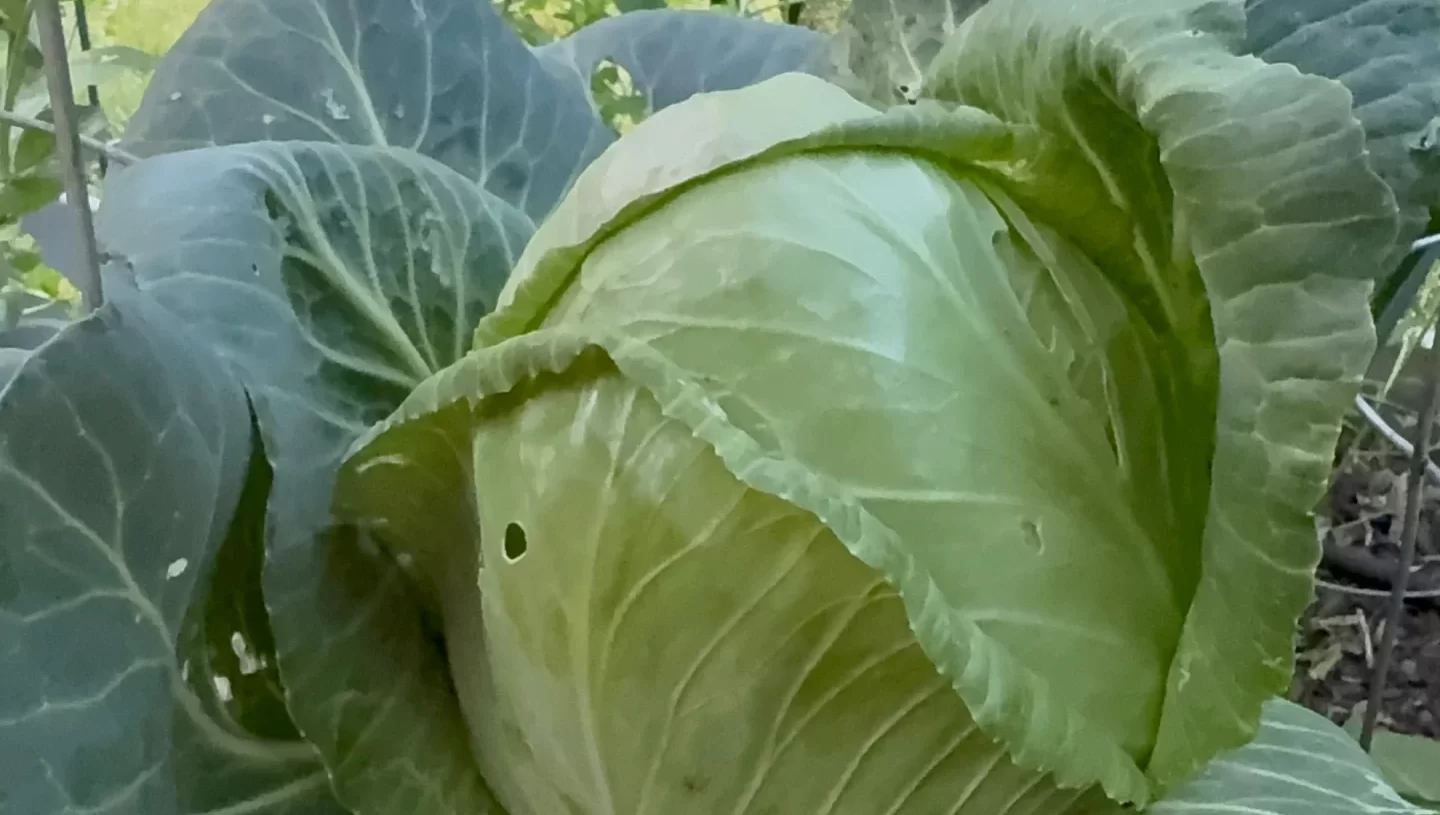 The weather is coming in HOT, and fast! Better grab the harvestable cabbages…