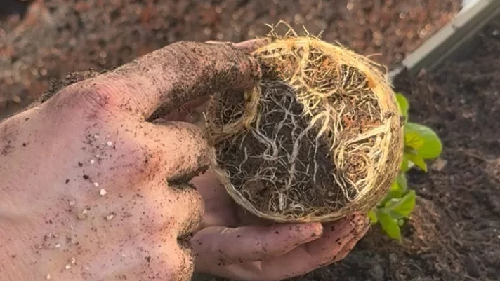 Roots circling their pot? This is a root-bound plant that could be suffering. Learn how to fix…