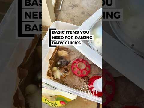 Don’t let uncertainty keep you from raising baby chicks for your homestead or mini farm.
