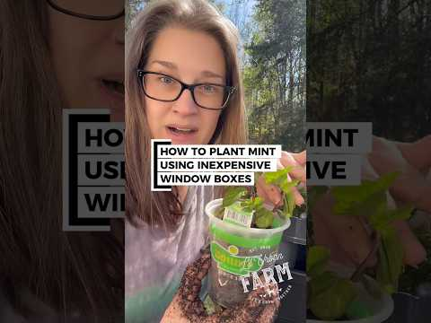 Mint spreads FAST, like ‘accidentally owns your garden’ fast. How I contain it…