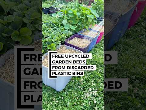 STOP throwing out old plastic totes. Turn them into FREE UPCYCLED raised garden beds instead!