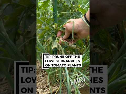 Stop the tomato rot at the bottom of your plants. This from bacteria and can spread—remove it.
