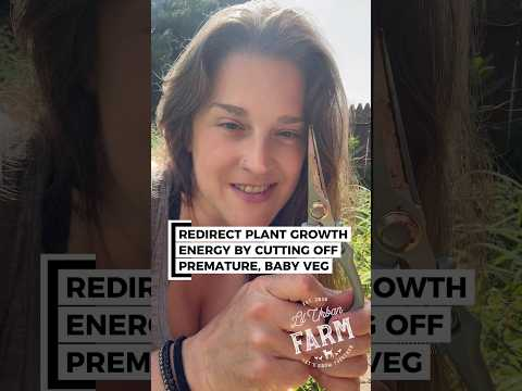 When immature plants start producing fruit early, trim those off. Here’s why…
