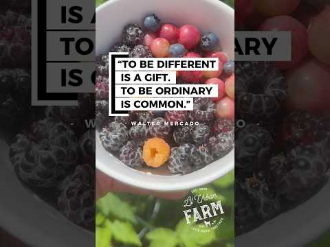 Wait… black raspberries and PINK BLUEBERRIES? 🤯 And no, this is not AI—these are real varieties!