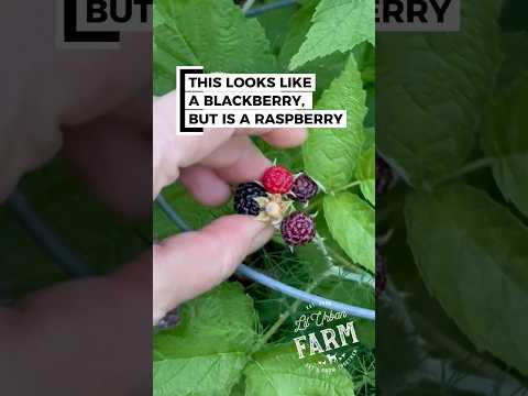What looks like a blackberry, but is actually a much-better tasting raspberry? Black Raspberries!