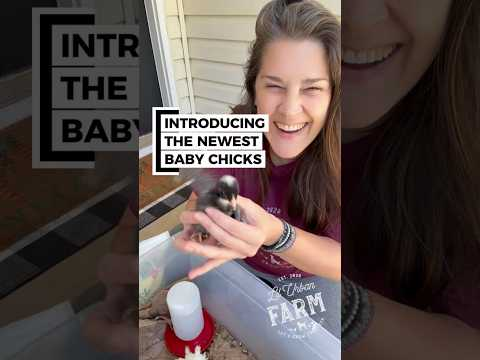 Introducing the new baby chicks I bought a few weeks ago, because they are growing FAST!