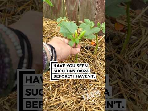 I have never seen this before… have you? This is the tiniest okra growing on baby plants.