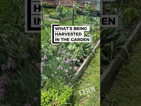 I’m finally harvesting more spring crops