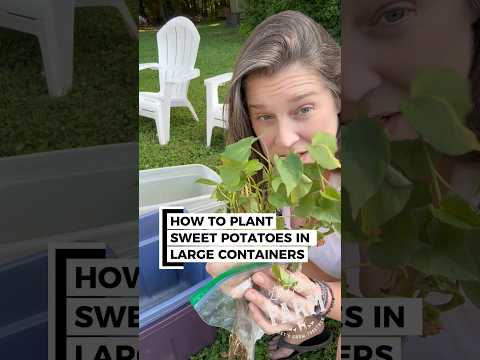 Time to plant sweet potatoes, one of the easiest crops to grow—plant and forget them until fall!