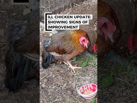 Update on my unwell chicken… I’m seeing strong signs of improvement!
