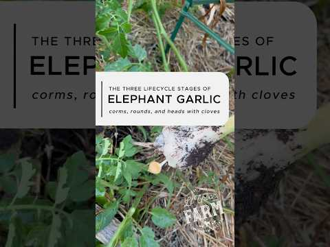 Elephant garlic doesn’t grow from clove to monster bulb overnight—it’s 2 years of growth in stages