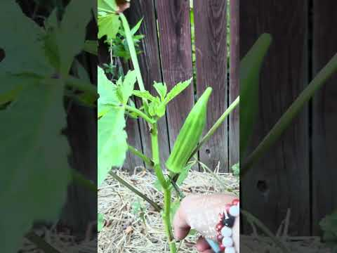 This little okra pod is the start of many plentiful fresh harvests.