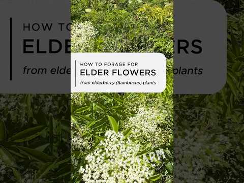 The elderflowers are in bloom, but turning fast. Let’s make cordials from the elderberry blooms!