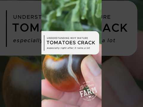Why Tomato Skins Crack, esp After A Good Rain