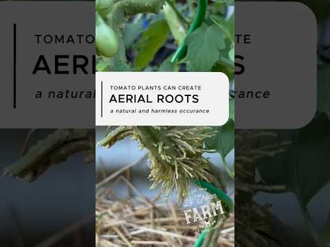 What are these little bumps, nubs, or hairy bits growing up the stems of your tomato plants?