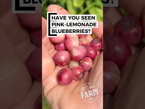 Most people have never seen them, but pink blueberries really do exist!