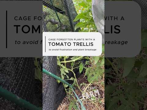 Easy Way to Cage Forgotten, Overgrown Tomatoes