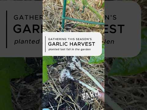 Gathering this season’s garlic harvest—not a bad turnout