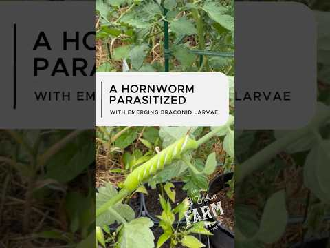 How nature handles pest control organically…