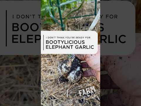These garlic bulbs—thick necks, round bottoms, and bootylicious cloves…